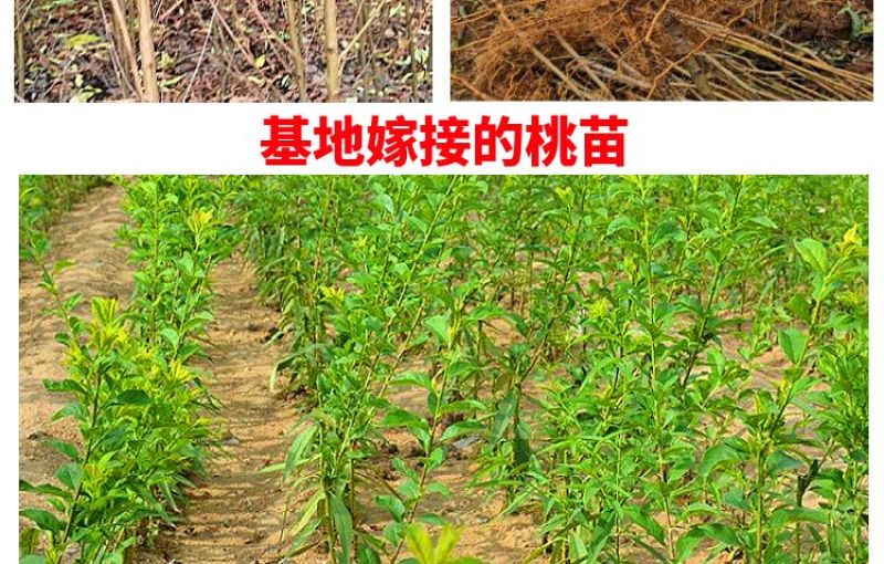 桃树果苗嫁接地栽新品种桃树苗南方北方种可嫁接多品种桃