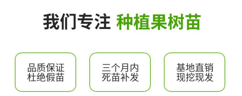 梨树实生苗未嫁接梨树苗梨树砧木苗杜梨棠梨果树苗梨树直生原