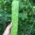 【优质】苦瓜苗寿光优质苦瓜种苗基地直供高产抗病