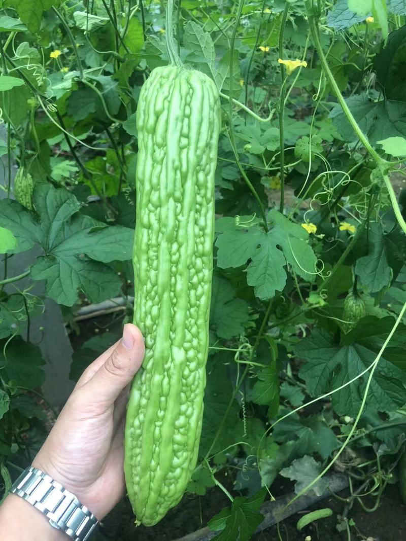 【优质】苦瓜苗寿光优质苦瓜种苗基地直供高产抗病