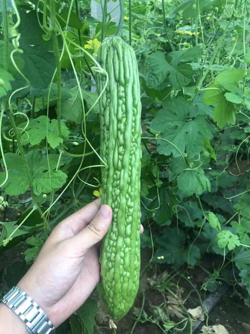 【优质】苦瓜苗寿光优质苦瓜种苗基地直供高产抗病
