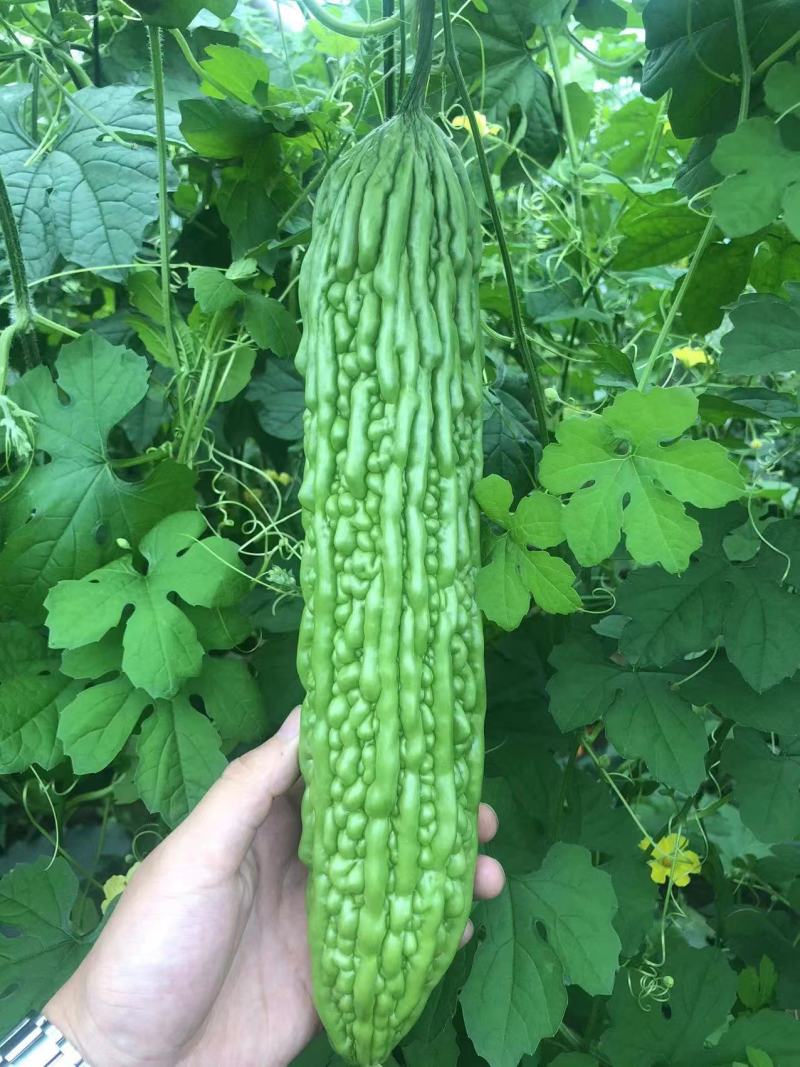 【优质】苦瓜苗寿光优质苦瓜种苗基地直供高产抗病