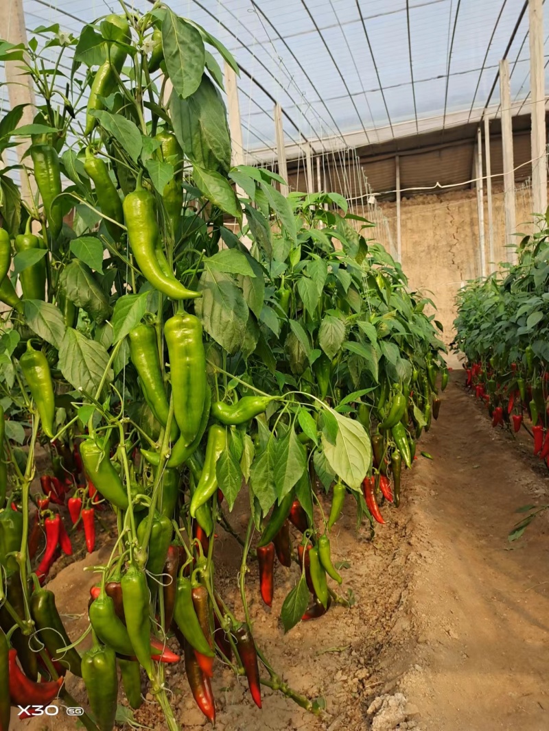 【热卖】精品泡椒苗寿光苗场直发品质保证提供技术