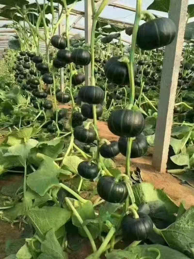 【南瓜苗】贝贝南瓜苗甜栗种籽苗寿光苗场直供香味浓郁