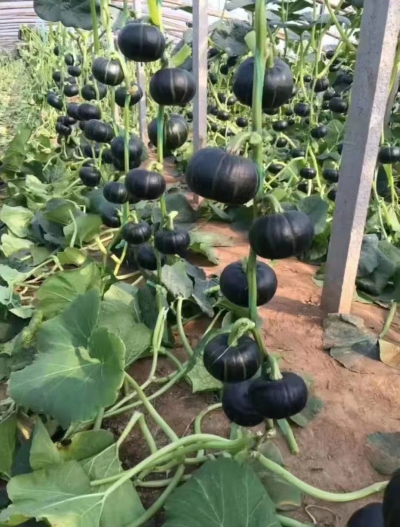 【南瓜苗】贝贝南瓜苗甜栗种籽苗寿光苗场直供香味浓郁