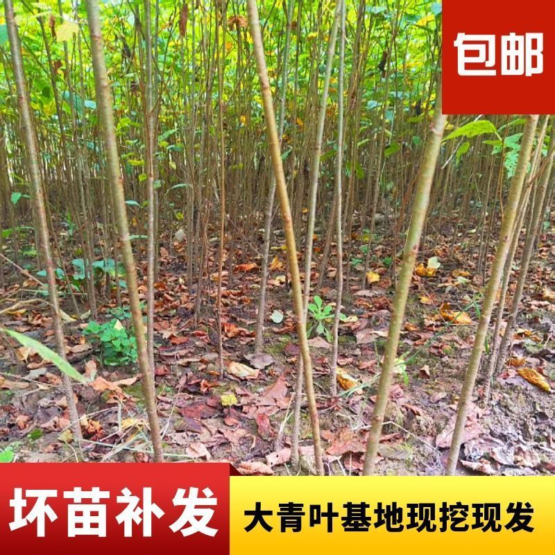 樱桃实生苗大青叶山樱桃苗樱桃砧木苗未嫁接樱桃树直生原生果