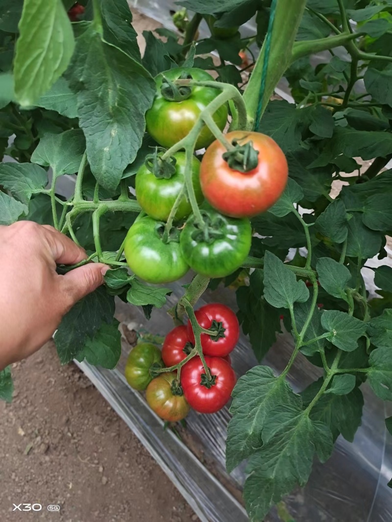【西红柿苗】草莓西红柿苗产地直发抗病毒提供技术