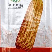 陇上田福福玉188粮饲兼用型玉米种子