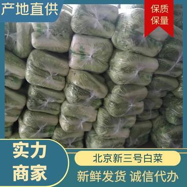 【实力商家】山东平阴北京三号白菜扁包对头包装纯净菜标准