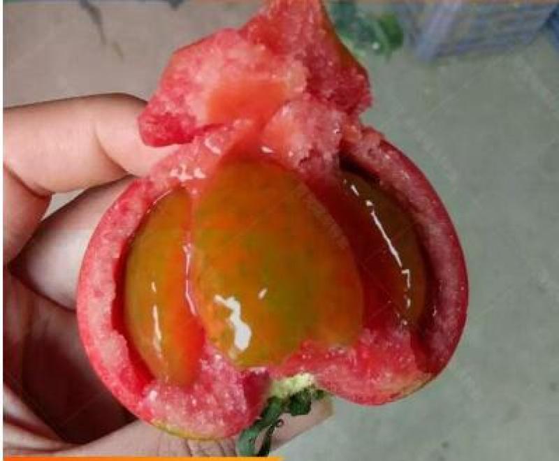 口感西红柿苗预定批发大果西红柿苗西红柿苗品种