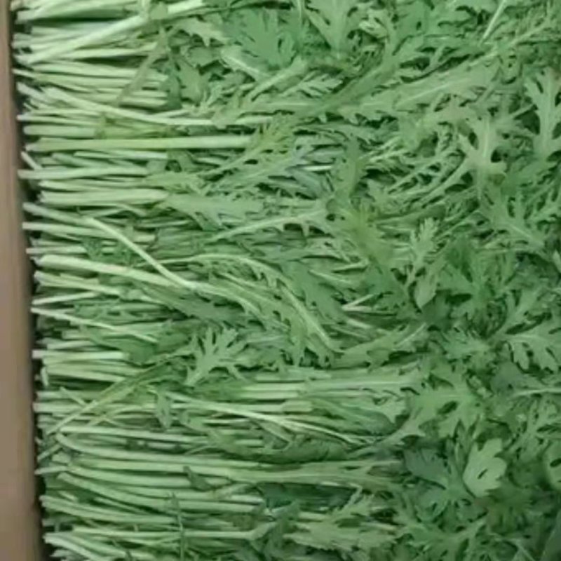 【视频拿茼蒿】小叶茼蒿江苏淮安茼蒿基地直供市场商超电联优惠