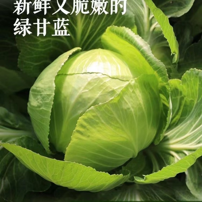 湖北优质甘蓝大量上市规格齐全价格实惠全国代发