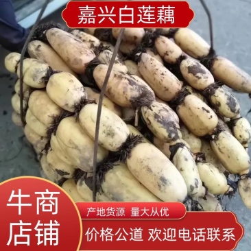 精品莲藕优质莲藕花奇莲现挖现发全国发货量大从优