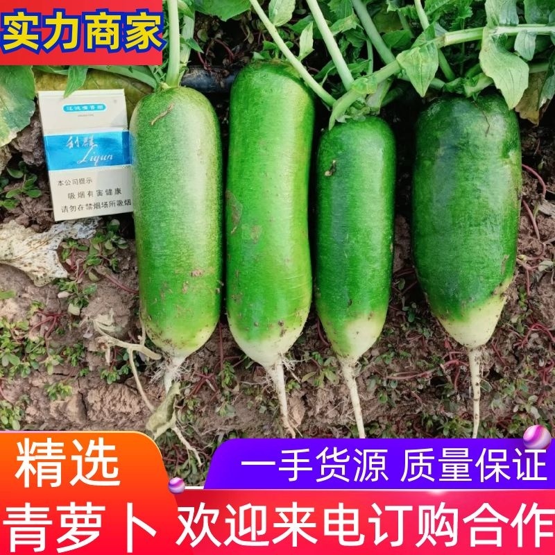 青萝卜水果萝卜口感清脆，耐储存耐运输欢迎来电洽谈