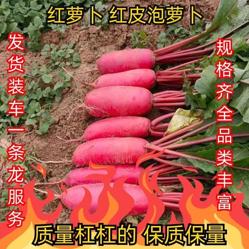红萝卜红皮泡萝卜满身红萝卜四川绵阳货
