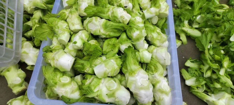 儿菜。净儿。毛儿菜。连儿带母精品儿大心小心