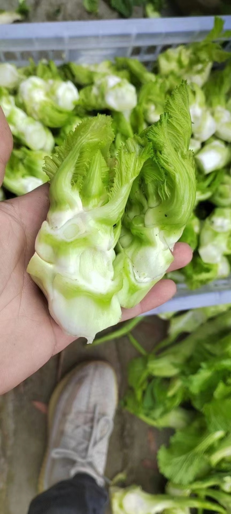 儿菜。净儿。毛儿菜。连儿带母精品儿大心小心