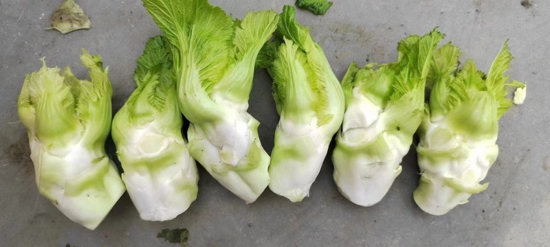 儿菜。净儿。毛儿菜。连儿带母精品儿大心小心