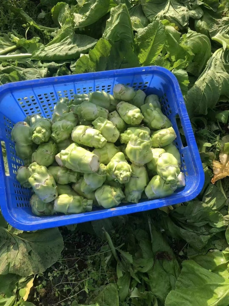 儿菜。净儿。毛儿菜。连儿带母精品儿大心小心