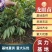 龙眼苗石硖储良四季龙眼品种纯正大小规格齐全
