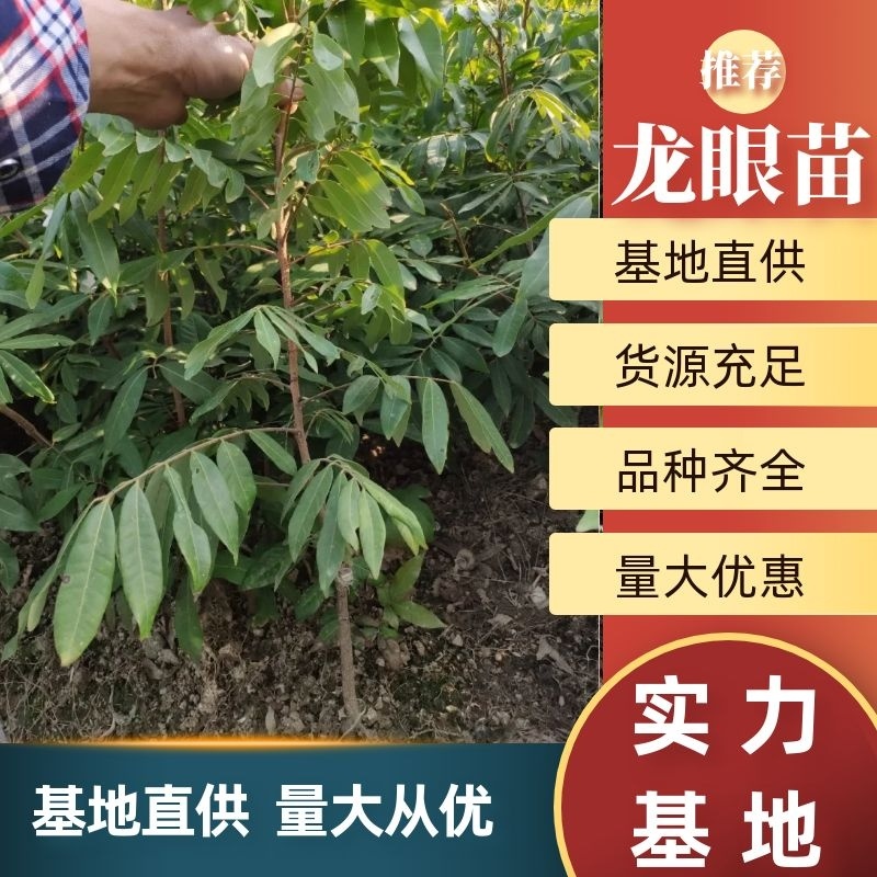 龙眼苗石硖储良四季龙眼品种纯正大小规格齐全