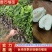 台湾四季珍珠番石榴苗，小杯苗，四季可种，当年结果假一赔百