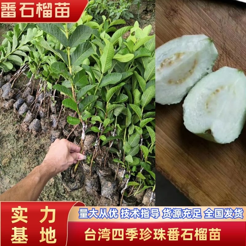 台湾四季珍珠番石榴苗，小杯苗，四季可种，当年结果假一赔百