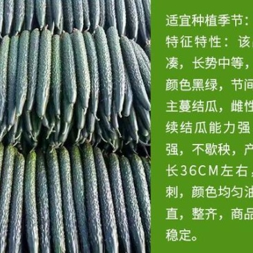 黄瓜苗早春预定代育嫁接黄瓜苗黑油亮大黄瓜苗批发