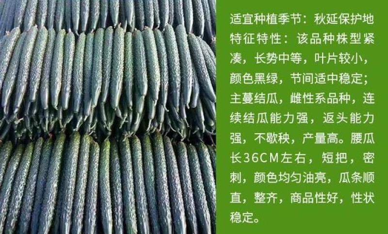 黄瓜苗早春预定代育嫁接黄瓜苗黑油亮大黄瓜苗批发