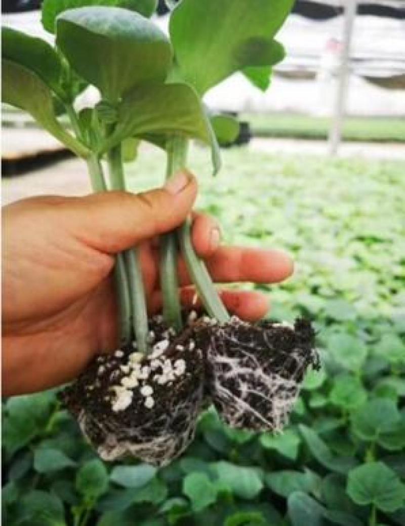 黄瓜苗早春预定代育嫁接黄瓜苗黑油亮大黄瓜苗批发