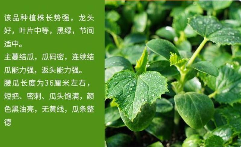 黄瓜苗早春预定代育嫁接黄瓜苗黑油亮大黄瓜苗批发