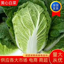 【白菜】叶菜黄心大白菜品质优良价格优千亩基地持续供应