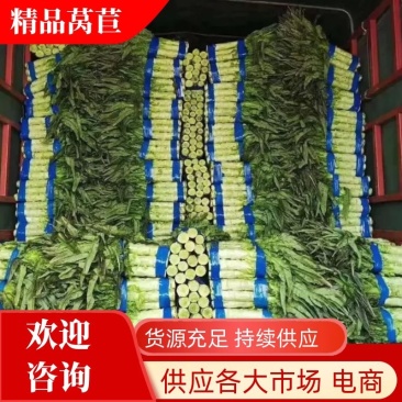 【莴苣】湖北红叶香莴苣产地直发可视频看货品质保证