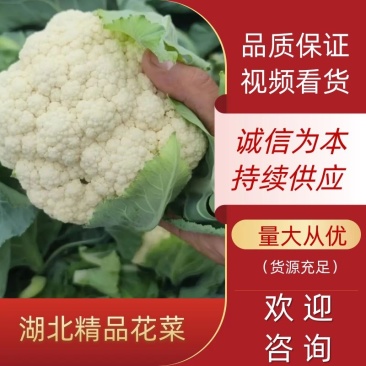【花菜】湖北优质松花菜大量现货供应全国发售欢迎咨询