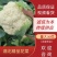 【花菜】湖北优质松花菜大量现货供应全国发售欢迎咨询