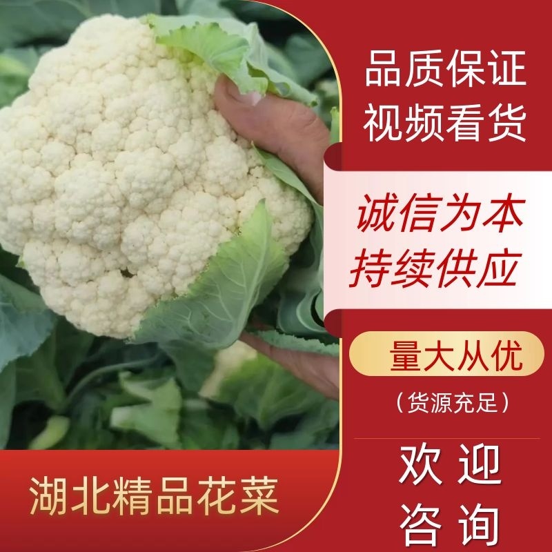 【花菜】湖北优质松花菜大量现货供应全国发售欢迎咨询