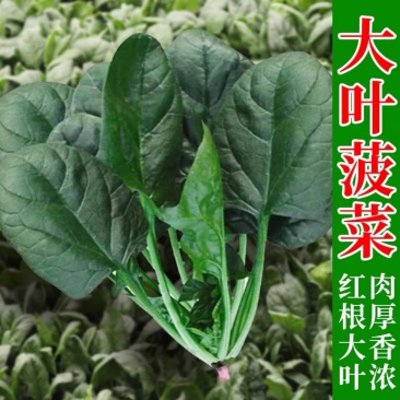 菠菜，山东潍坊菠菜《产地直供》货源充足，价格便宜