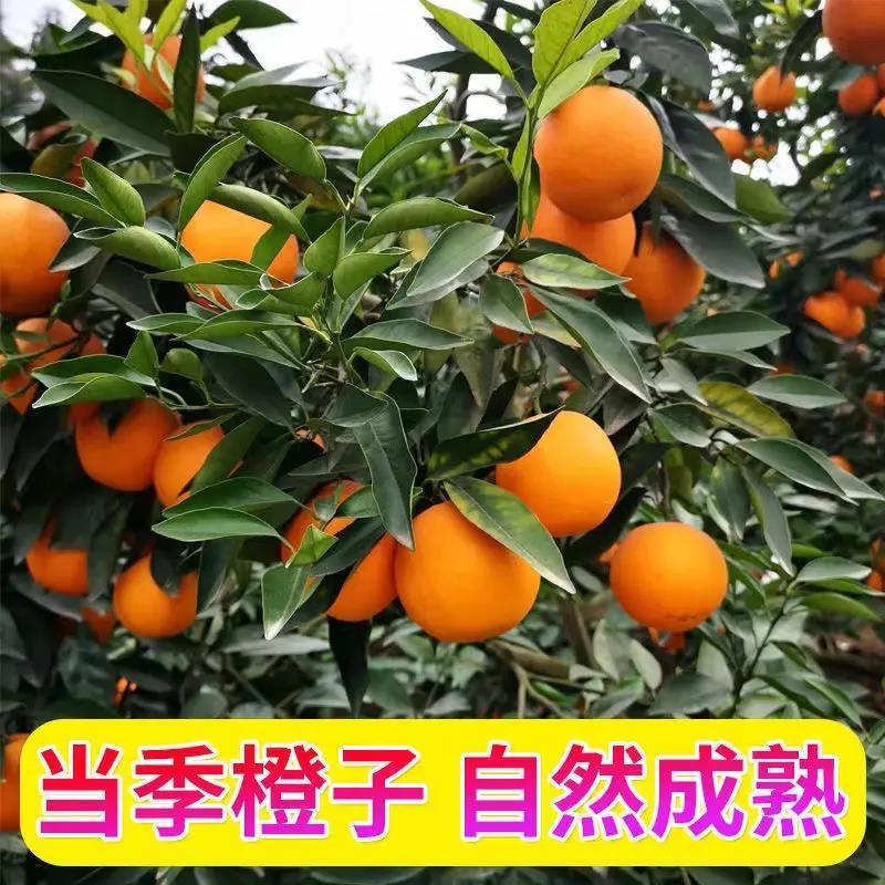 四川爱媛38号果冻橙，新鲜采摘，纯甜皮薄，汁多化渣，代发全国