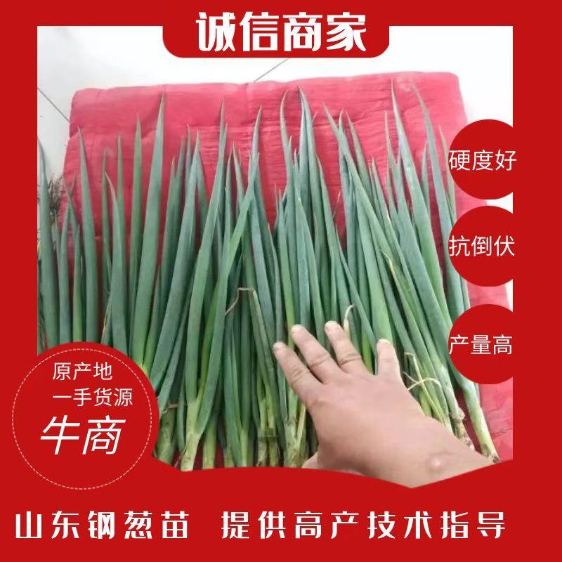 【推荐】钢葱苗：品种惠和，天光一本，章丘葱苗提供高产技术