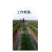 麦地套种辣椒播种机朝天椒铺膜播种机2行4行播种机拖拉机带