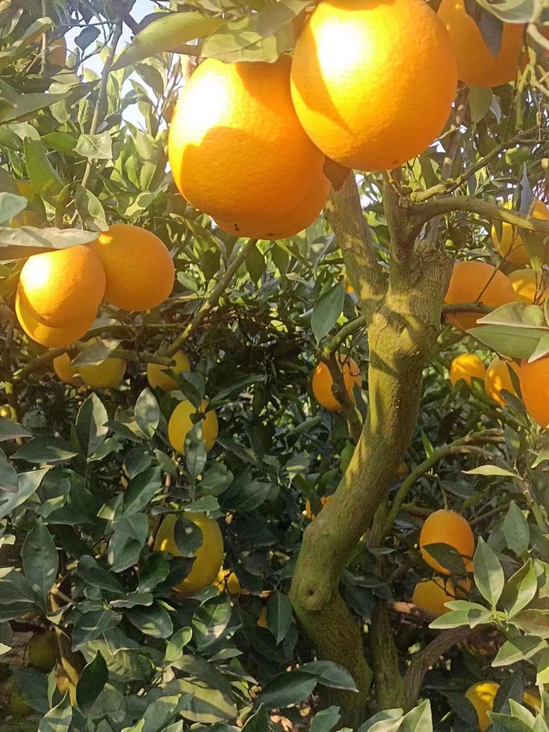 脐橙纽荷尔脐橙果皮鲜亮果大均果香浓郁甘甜多汁入口化渣
