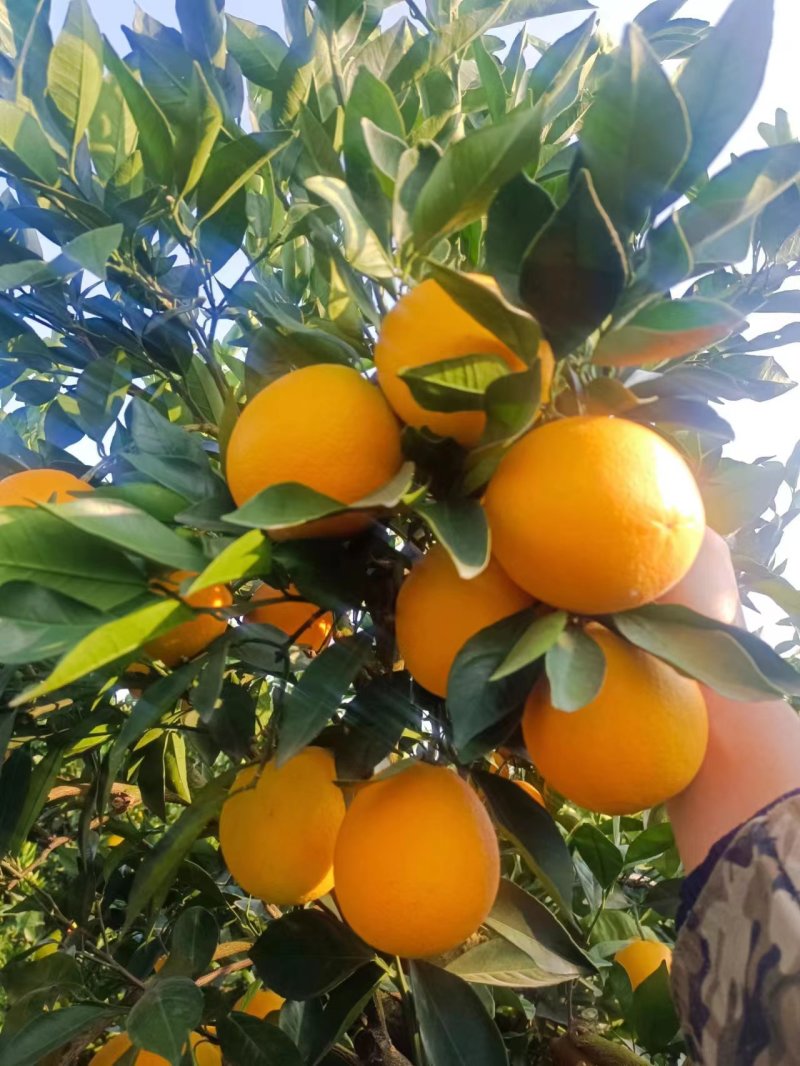 脐橙纽荷尔脐橙果皮鲜亮果大均果香浓郁甘甜多汁入口化渣