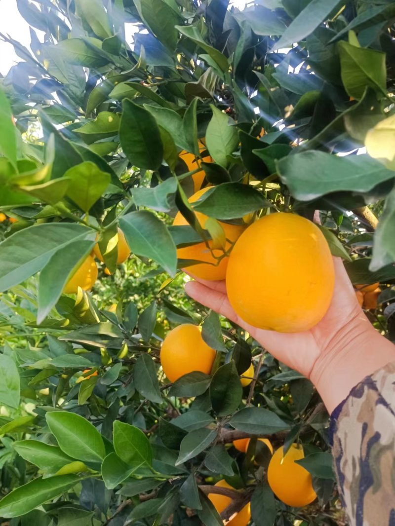 脐橙纽荷尔脐橙果皮鲜亮果大均果香浓郁甘甜多汁入口化渣