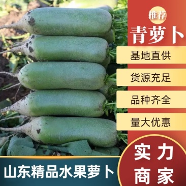 水果萝卜青萝卜质量保证人工免费大量供应现拔！
