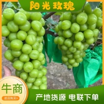 【精品】阳光玫瑰，价格便宜好吃不贵，货源特别多。