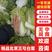 北京三号白菜，杠菜大量有货，适合各大市场，工厂。酸菜厂