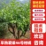 早熟爱媛46号(阿密哒)柑橘大果型成熟期10月中下旬。