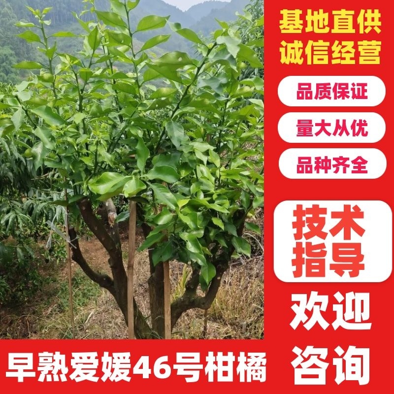 早熟爱媛46号(阿密哒)柑橘大果型成熟期10月中下旬。