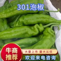 上蔡辣椒大量上市中，产地直供，代收代发，协助找车
