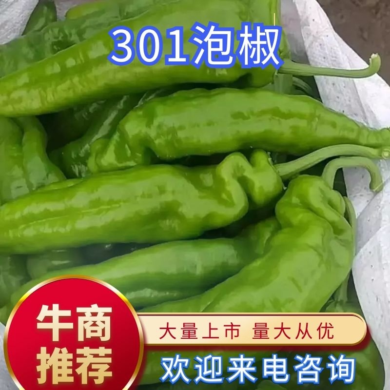 上蔡辣椒大量上市中，产地直供，代收代发，协助找车